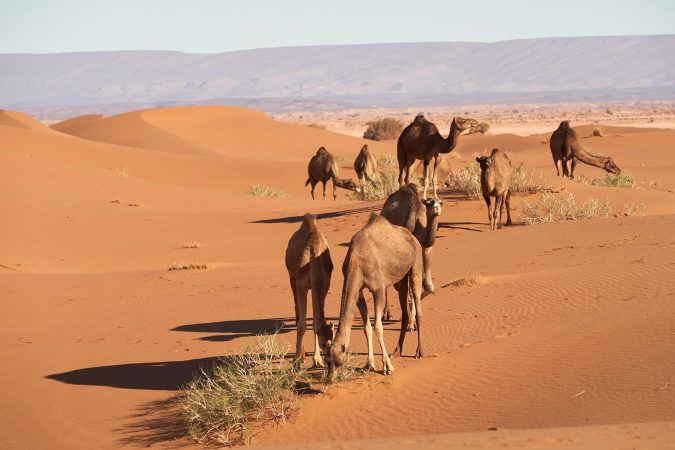 Is your mouth dry as the desert?